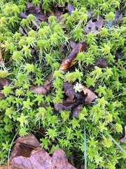 Sphagnum recurvum