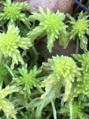 Sphagnum recurvum