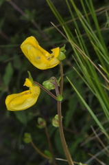 Calceolaria parviflora