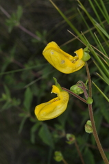 Calceolaria parviflora