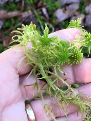 Sphagnum recurvum