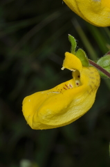 Calceolaria parviflora
