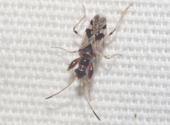 Pseudopamera nitidicollis