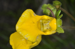 Calceolaria parviflora