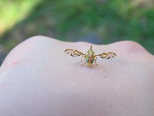 Mexican Fruit Fly photo 4