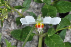 Blumenbachia hieronymi