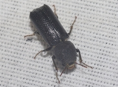 Amphicerus cornutus