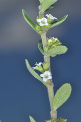 Clinopodium gilliesii