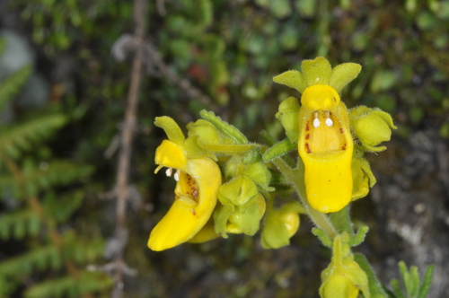 Calceolaria teucrioides (Calceolaria teucrioides)