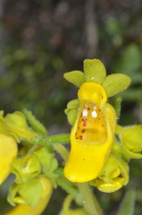 Calceolaria teucrioides