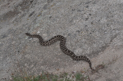 Bothrops ammodytoides