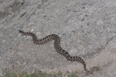 Bothrops ammodytoides