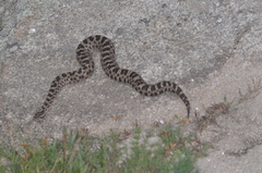 Bothrops ammodytoides