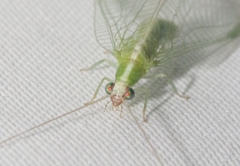 Chrysopodes collaris