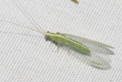 Chrysopodes collaris