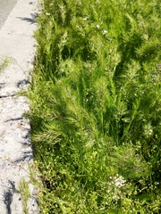 Poa bulbosa