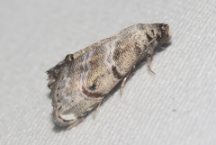 Abablemma bilineata