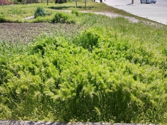 Poa bulbosa