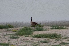 Branta canadensis
