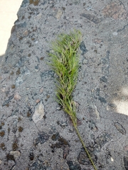 Poa bulbosa