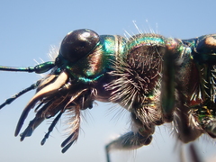 Cicindela tranquebarica vibex
