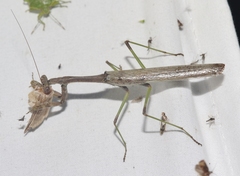 Stagmomantis resacae