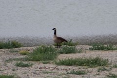 Branta canadensis