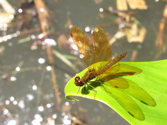 Perithemis icteroptera