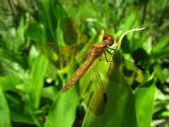Perithemis icteroptera