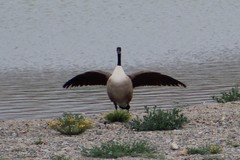 Branta canadensis