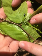 Synolabus bipustulatus