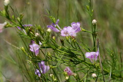 Agalinis aspera