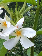 Chonemorpha fragrans