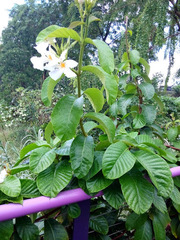 Chonemorpha fragrans