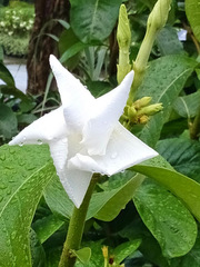 Chonemorpha fragrans