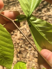 Synolabus bipustulatus