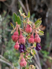 Brachyotum strigosum