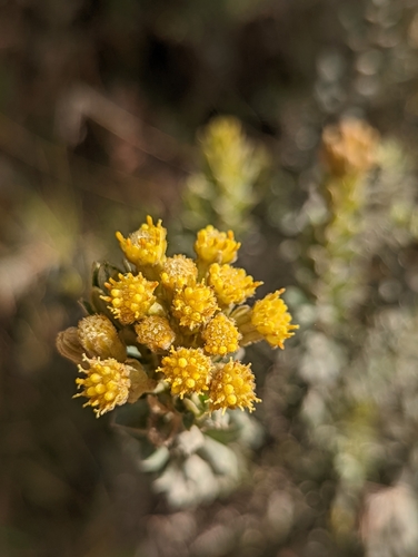 Monticalia ledifolia, photograph 2