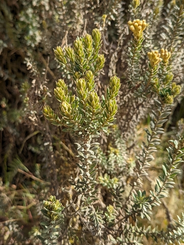 Monticalia ledifolia, photograph 3