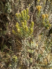 Monticalia ledifolia