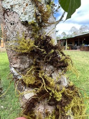 Squamidium leucotrichum