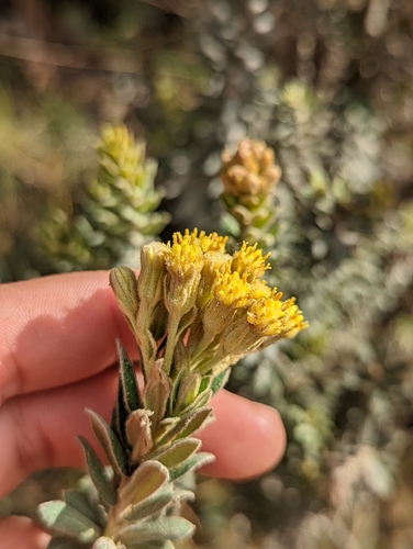 Monticalia ledifolia, photograph 4