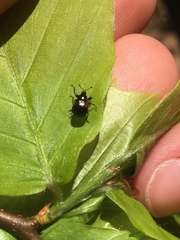 Synolabus bipustulatus