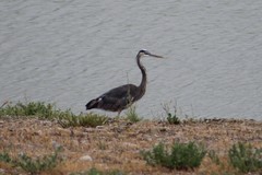 Ardea herodias