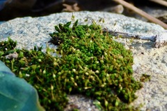 Ptychomitrium incurvum