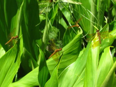 Perithemis icteroptera