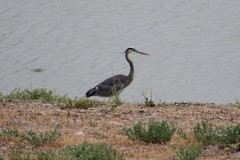 Ardea herodias