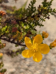 Hypericum laricifolium