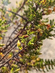 Hypericum laricifolium