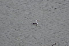 Aechmophorus clarkii